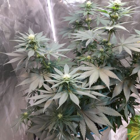  Critical XXL Fast growlog timeline photo
