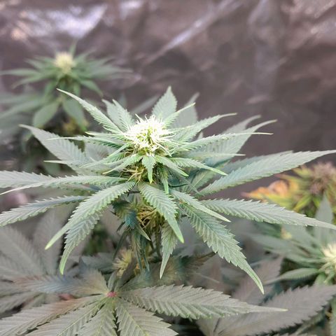  Critical XXL Fast growlog timeline photo