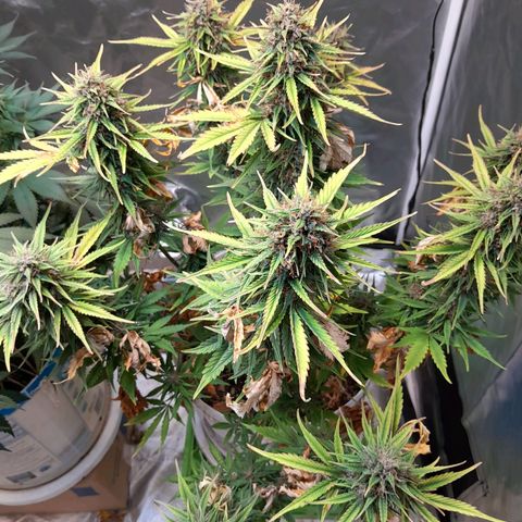 Auto Purple Punch growlog photo: Saque todas sus hojitas amarillas