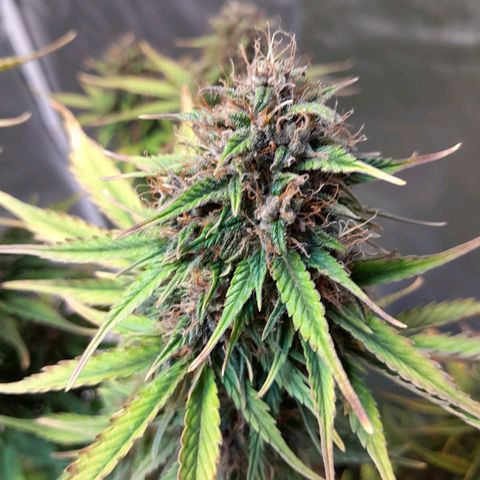 Auto Purple Punch growlog photo: Saque todas sus hojitas amarillas