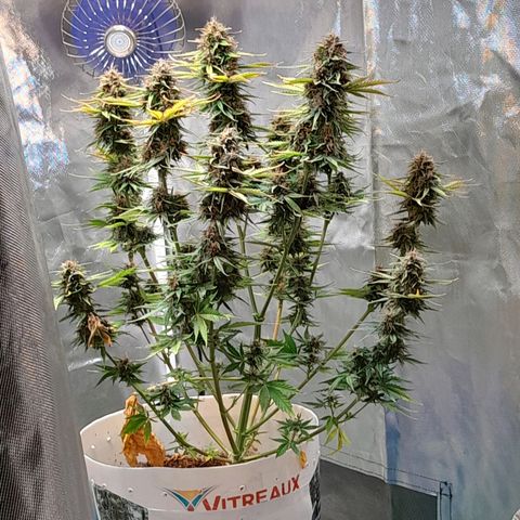 Auto Purple Punch growlog photo: Saque todas sus hojitas amarillas