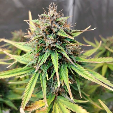 Auto Purple Punch growlog photo: Saque todas sus hojitas amarillas