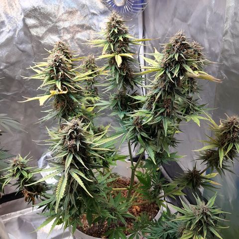 Auto Purple Punch growlog photo: Saque todas sus hojitas amarillas