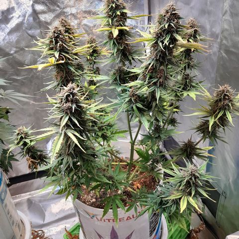 Auto Purple Punch growlog photo: Saque todas sus hojitas amarillas