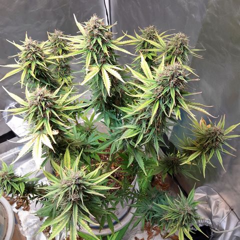 Auto Purple Punch growlog photo: Saque todas sus hojitas amarillas