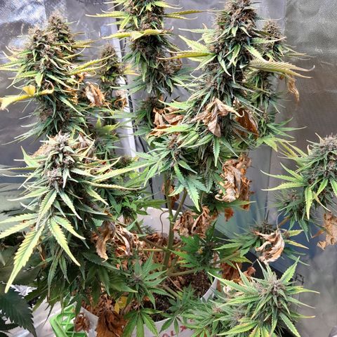 Auto Purple Punch growlog photo: Saque todas sus hojitas amarillas