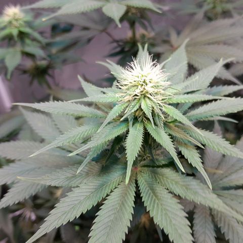  Critical XXL Fast growlog timeline photo