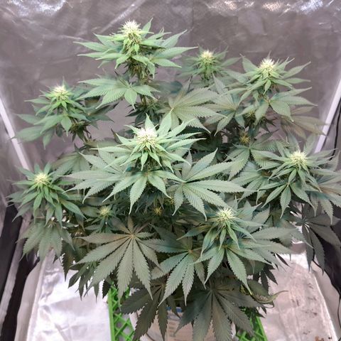  Critical XXL Fast growlog timeline photo