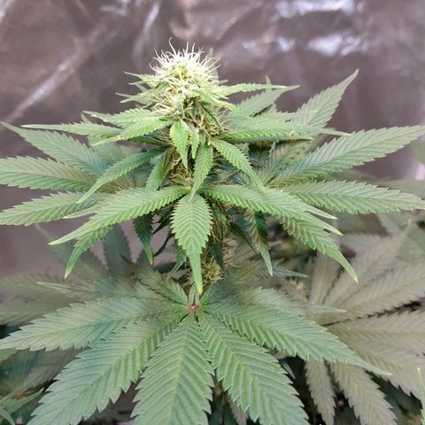  Critical XXL Fast growlog timeline photo