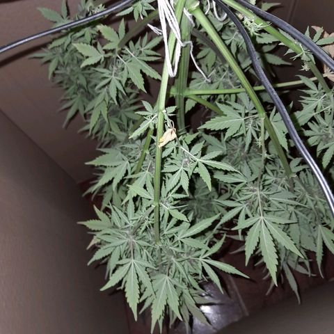 Auto Purple Punch growlog timeline photo