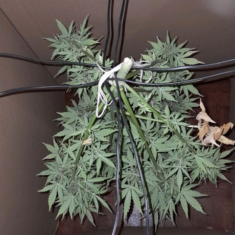 Auto Purple Punch growlog timeline photo