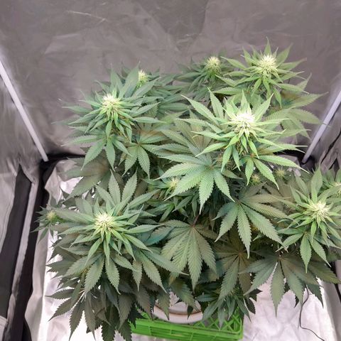  Critical XXL Fast growlog timeline photo