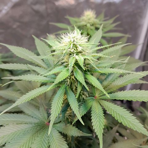  Critical XXL Fast growlog timeline photo