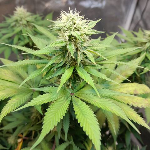  Critical XXL Fast growlog timeline photo