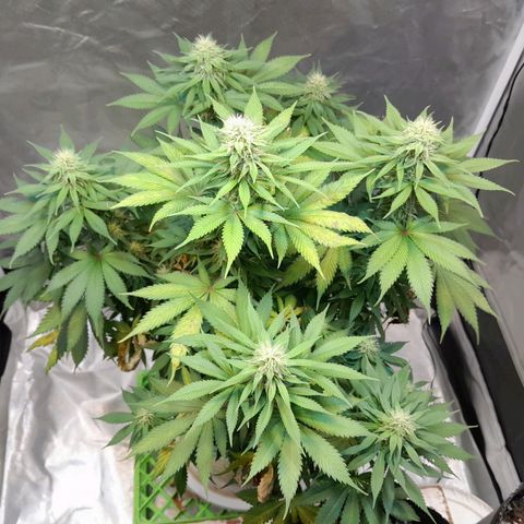  Critical XXL Fast growlog timeline photo