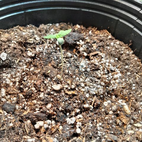 AK 47 Auto growlog timeline photo
