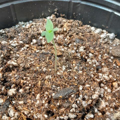 Auto Northern Shine growlog timeline photo