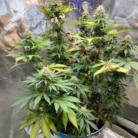  Critical XXL Fast growlog timeline photo