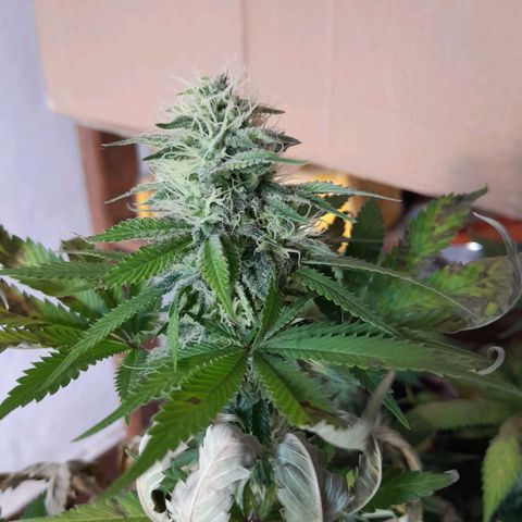  Critical XXL Fast growlog timeline photo
