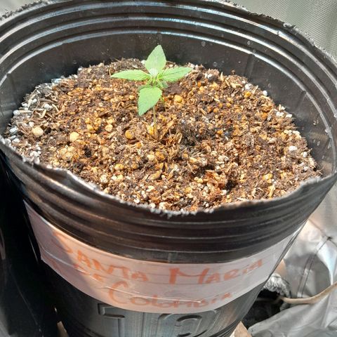 SANTA MARÍA DE COLOMBIA growlog timeline photo