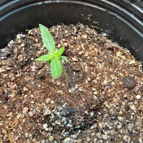 Auto Northern Shine growlog timeline photo