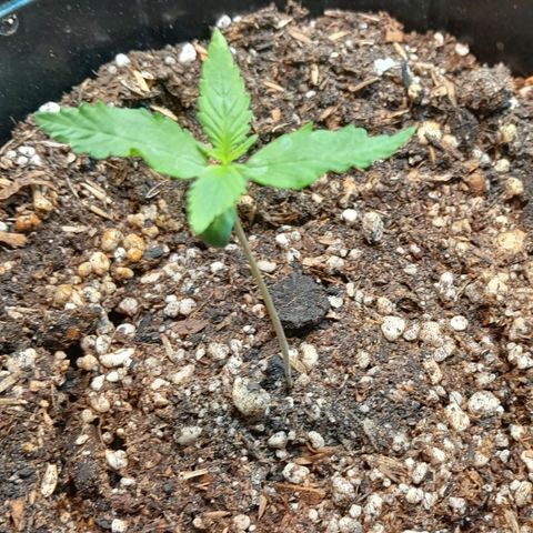 AK 47 Auto growlog timeline photo