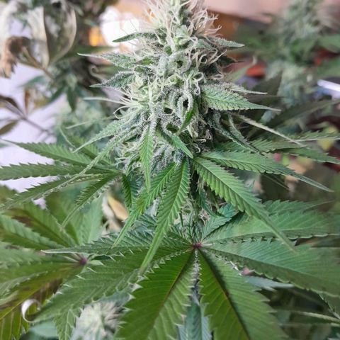  Critical XXL Fast growlog timeline photo