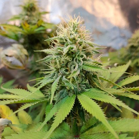  Critical XXL Fast growlog timeline photo