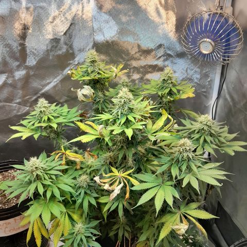  Critical XXL Fast growlog timeline photo