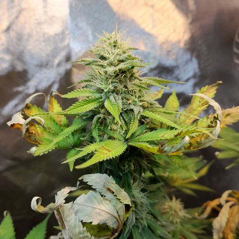  Critical XXL Fast growlog timeline photo