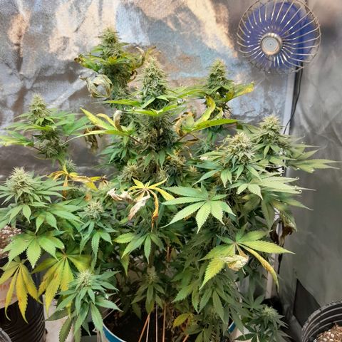  Critical XXL Fast growlog timeline photo