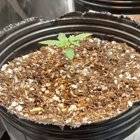 Auto Northern Shine growlog timeline photo