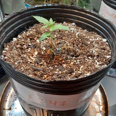 AK 47 Auto growlog timeline photo