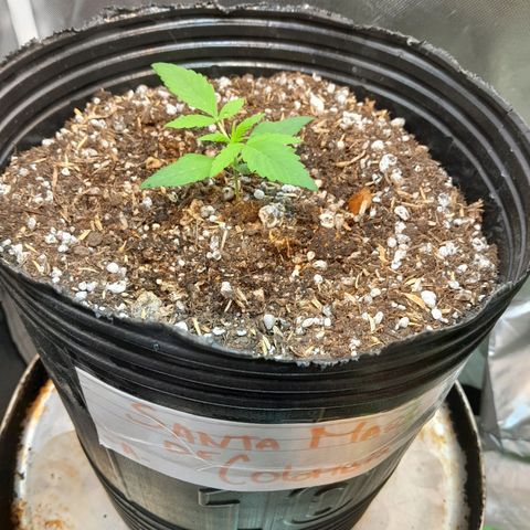 SANTA MARÍA DE COLOMBIA growlog timeline photo