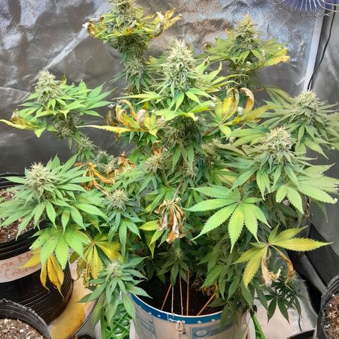  Critical XXL Fast growlog timeline photo