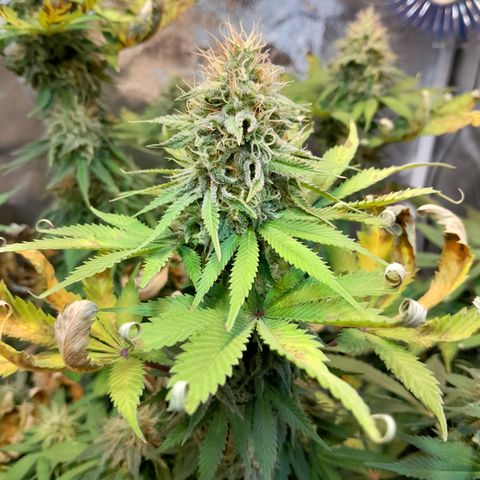  Critical XXL Fast growlog timeline photo