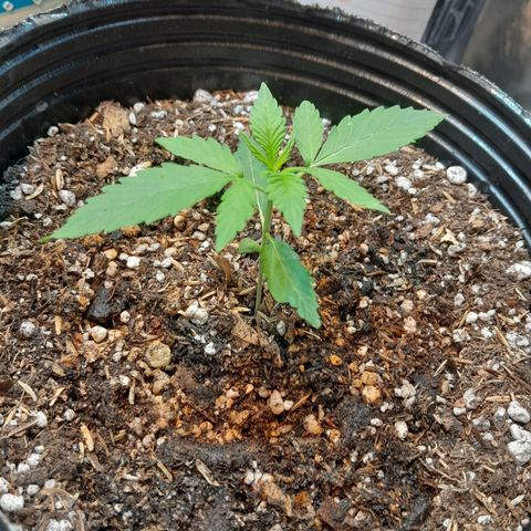 AK 47 Auto growlog timeline photo