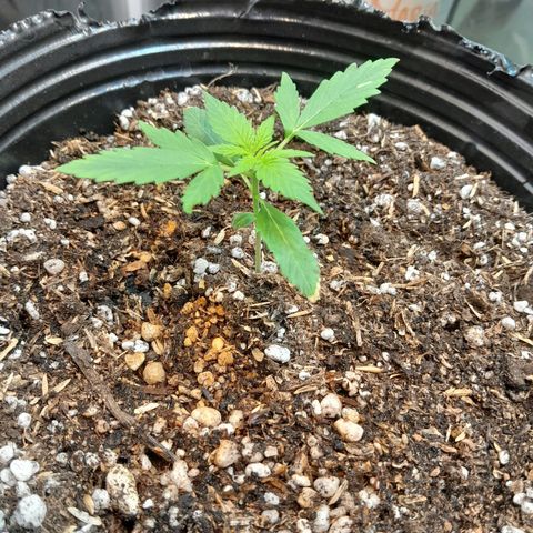 Auto Northern Shine growlog timeline photo