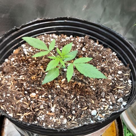 SANTA MARÍA DE COLOMBIA growlog timeline photo