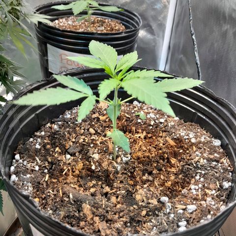AK 47 Auto growlog timeline photo