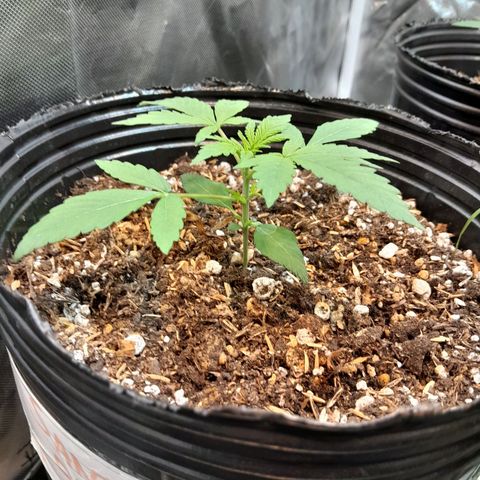 SANTA MARÍA DE COLOMBIA growlog timeline photo