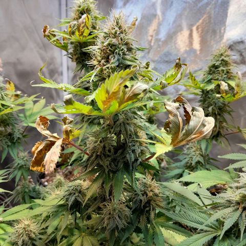  Critical XXL Fast growlog timeline photo