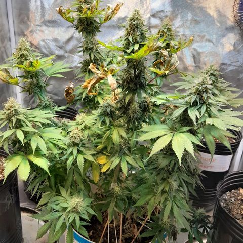  Critical XXL Fast growlog timeline photo