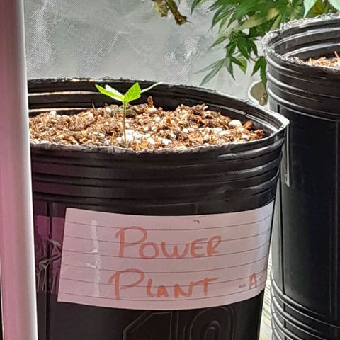 Power Plant growlog timeline photo