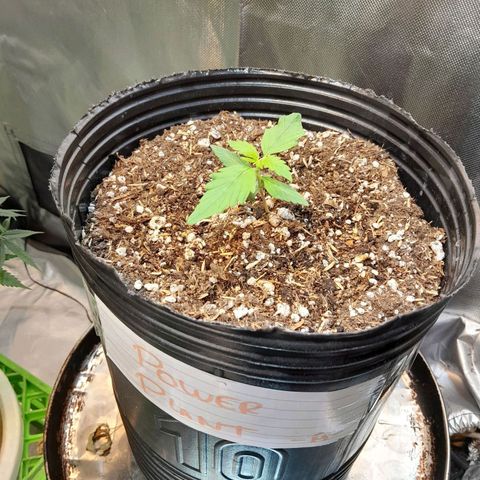 Power Plant growlog timeline photo