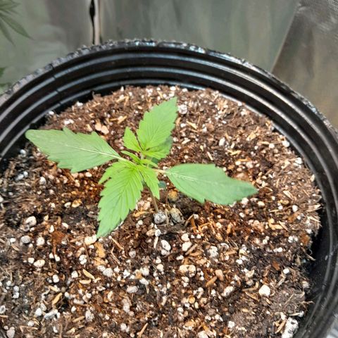 Power Plant growlog timeline photo