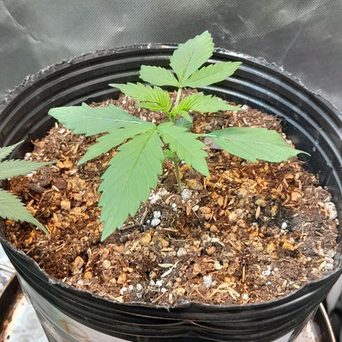Power Plant growlog timeline photo