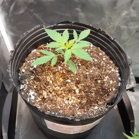 Auto Northern Shine growlog timeline photo