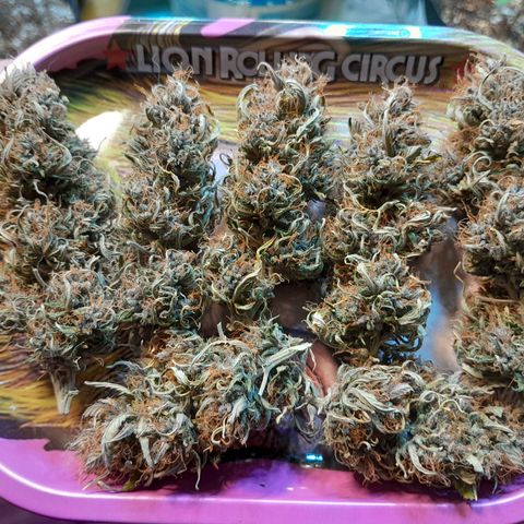 Auto Purple Punch growlog timeline photo