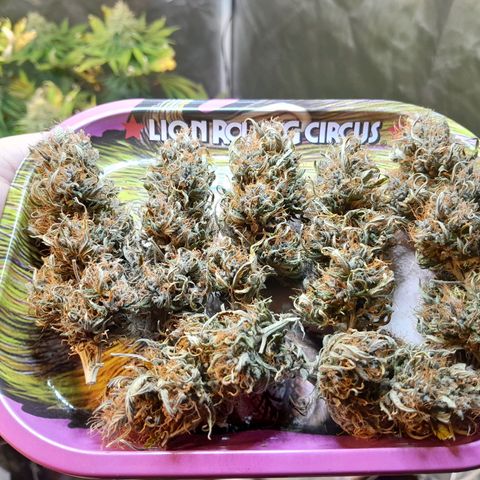 Auto Purple Punch growlog timeline photo